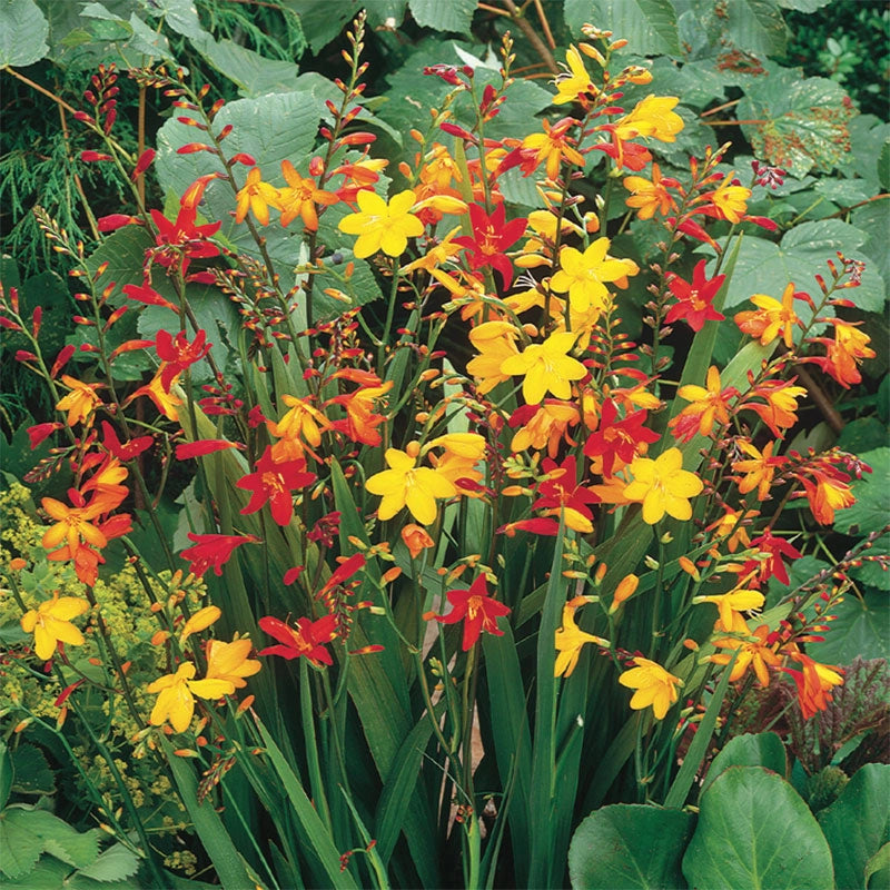 Crocosmia Mixed