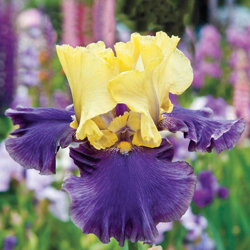 Jurassic Park Reblooming Bearded Iris