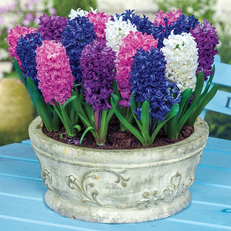 Jumbo Mixed Hyacinths