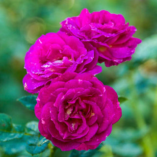 Outta the Blue™ Shrub Rose