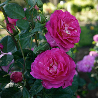 Outta the Blue™ Shrub Rose