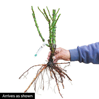 Outta the Blue™ Shrub Rose