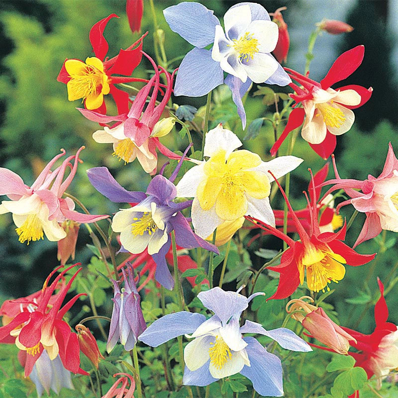 Mixed Columbines