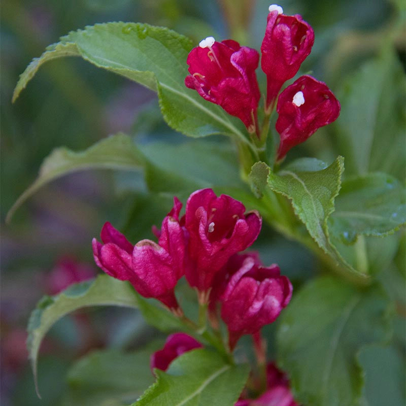 Sonic Bloom® Red Weigela