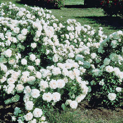 Groundcover Rose White Meidiland