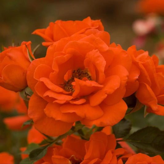 All a'Twitter Tree Orange Rose | Spring Hill Nurseries