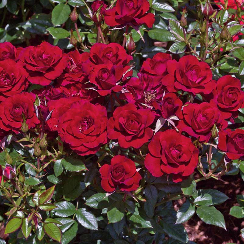 Little Minis Red outlet Roses