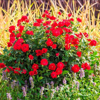 Ruby Ruby™ Miniature Rose