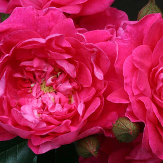 Party Hardy™ Shrub Rose
