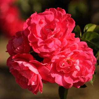 Party Hardy™ Shrub Rose