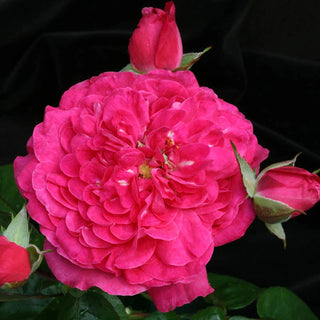 Party Hardy™ Shrub Rose