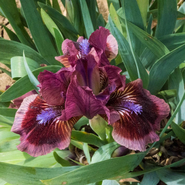 cats eye flower seeds Cat's Eye Miniature German Iris