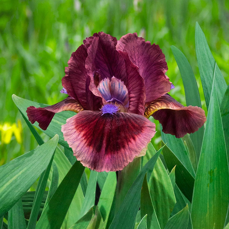 cats eye plant seeds Cat's Eye Miniature German Iris