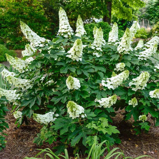 Small Hydrangas Dwarf Hydrangea Varieties 18 Small Hydrangeas That Won't Overgrow Your