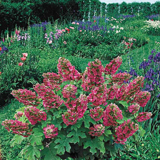 Ruby Slippers Dwarf Oakleaf Hydrangea