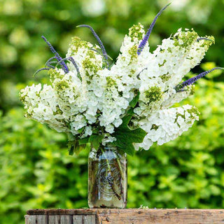 Ruby Slippers Dwarf Oakleaf Hydrangea