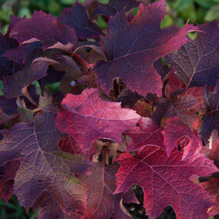Ruby Slippers Dwarf Oakleaf Hydrangea