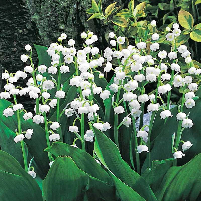 photos of lily of the valley flower Convallaria Majalis Bordeaux, Lily Of The Valley – Spring Hill Nurseries