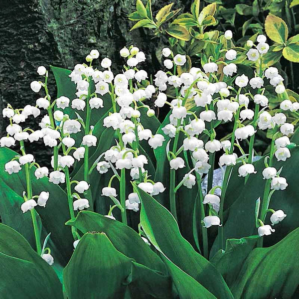lily of the valley flower language Convallaria Majalis Bordeaux, Lily Of The Valley – Spring Hill Nurseries