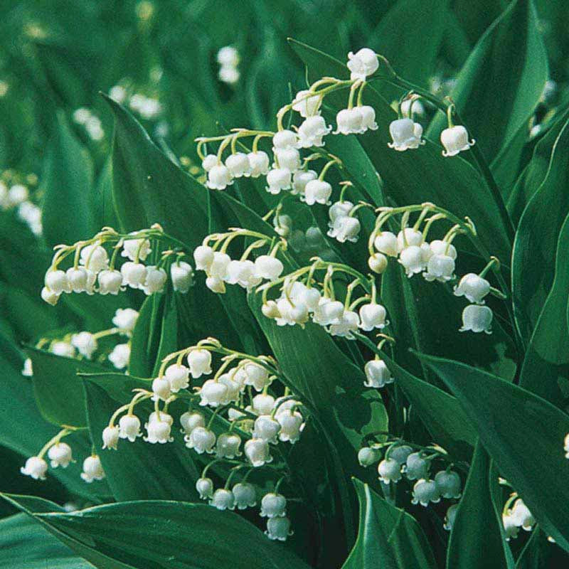 white lily of the valley Lily of the Valley