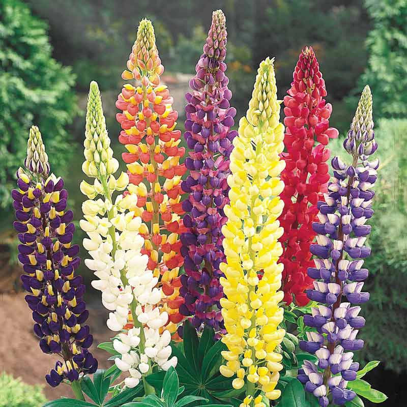 Mixed Dwarf Lupines