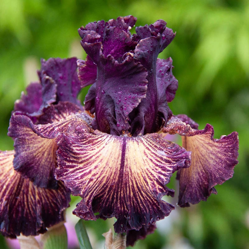 Drama Queen Bearded Iris