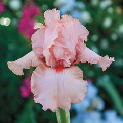 Peggy Sue Reblooming German Iris | Spring Hill Nurseries