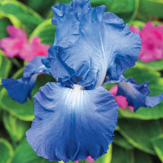 Victoria Falls Reblooming Iris