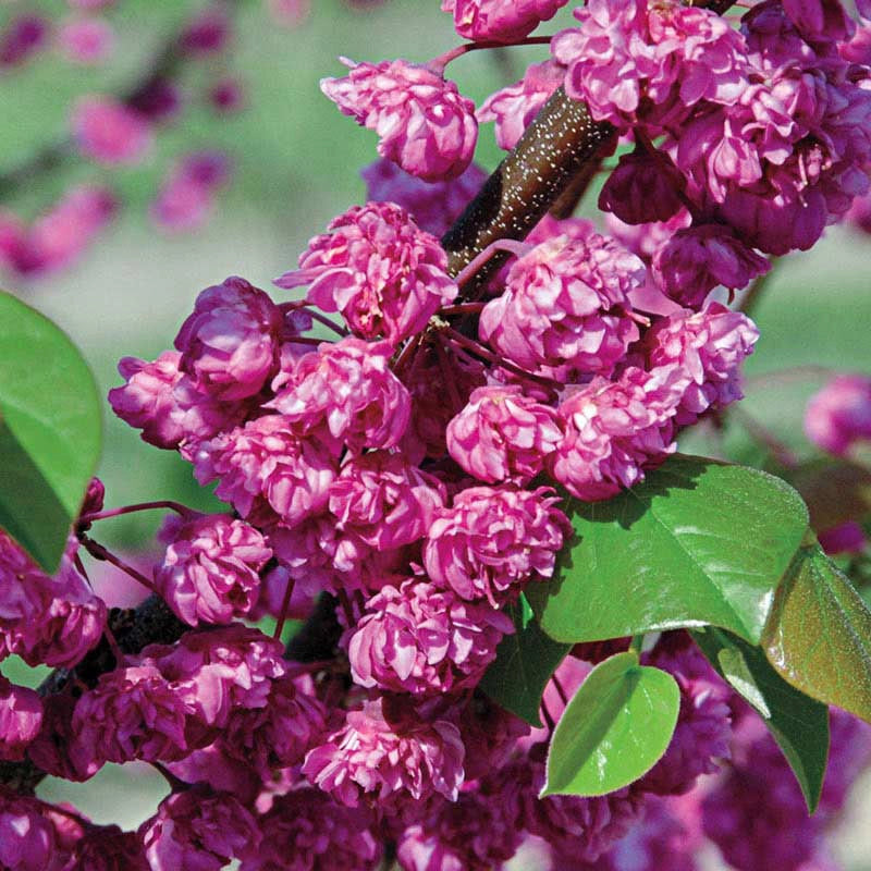 Pink Pom Poms Redbud Tree