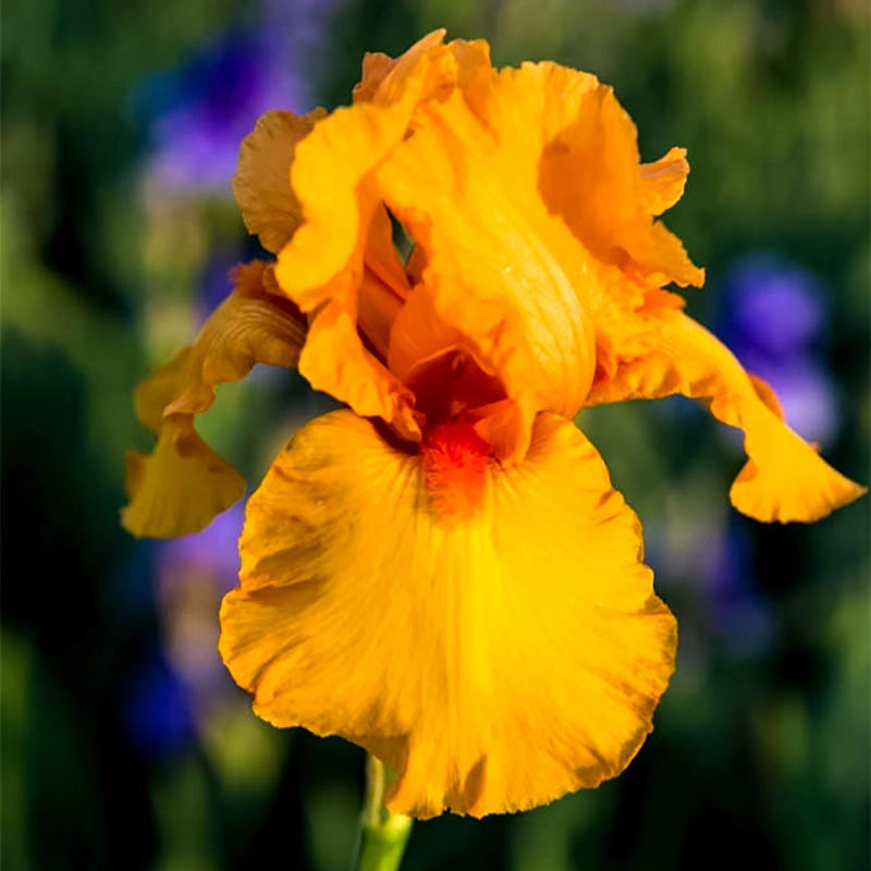 Disco Music Bearded German Iris