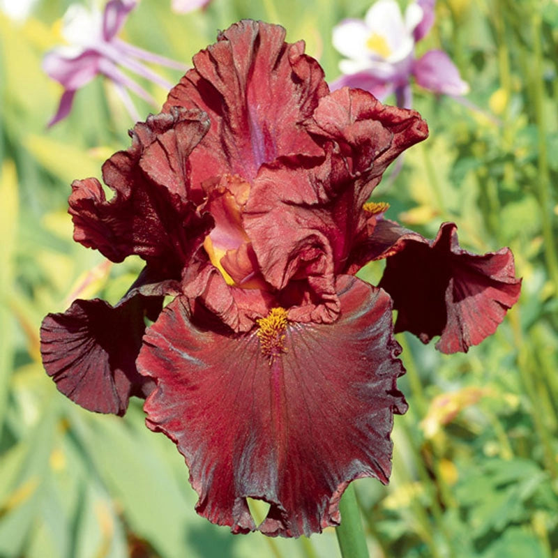 Raptor Red Bearded Iris