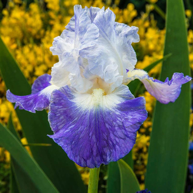 Clarence Reblooming Iris