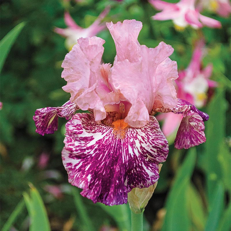 Anaconda Love Bearded German Iris