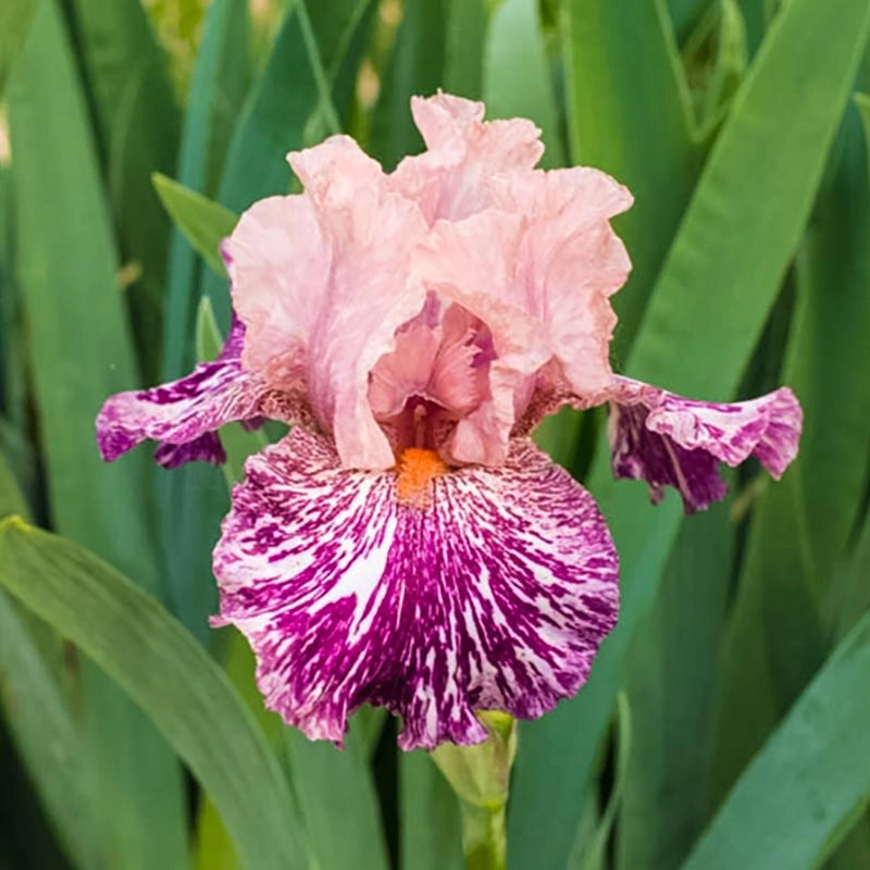 Anaconda Love Bearded German Iris