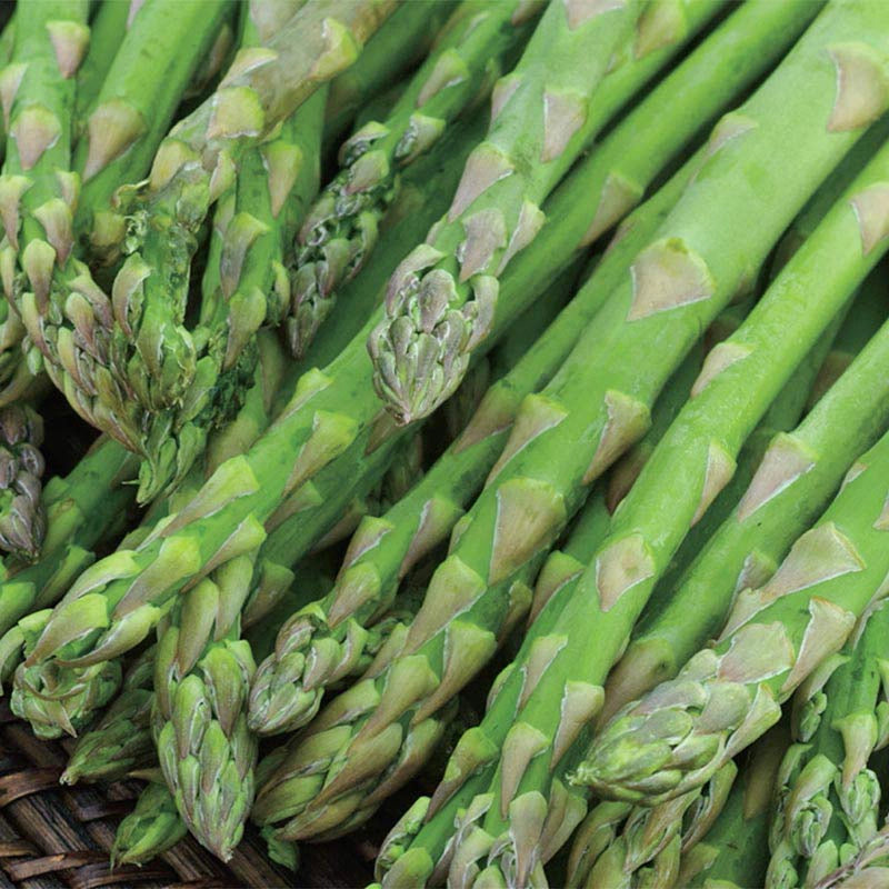 Jersey Knight Hybrid Asparagus