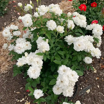 Iceberg Rose - White Iceberg Roses for Sale | Spring Hill – Spring Hill ...