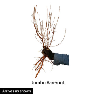 Carmine Jewel Dwarf Cherry