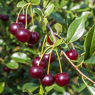 Carmine Jewel Dwarf Cherry