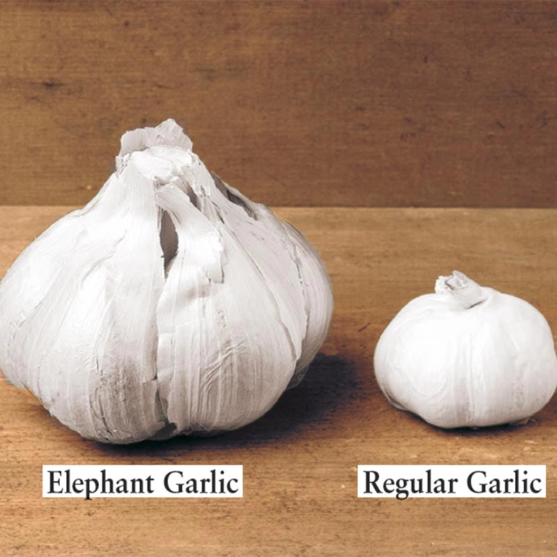 Elephant Garlic