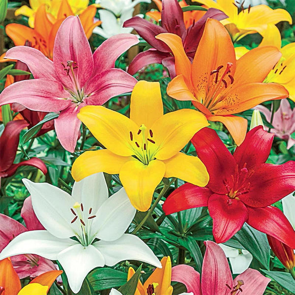 LILY  Lily Double Oriental Roselily Viola- 5 bulbs - Longfield Gardens