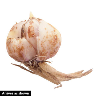 Hardy Perennial Lilies