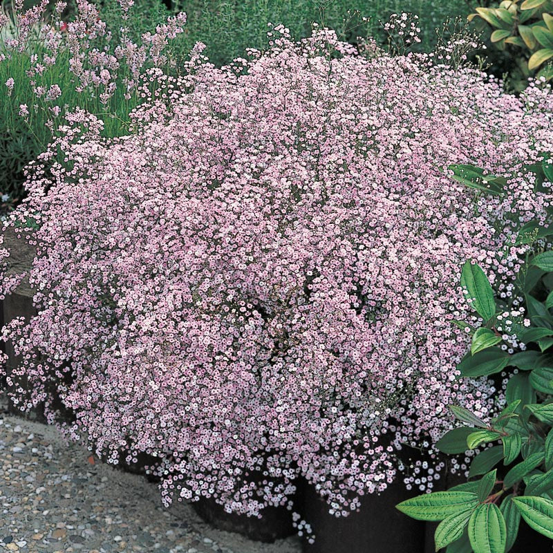 Pink Baby's Breath | Spring Hill Nurseries