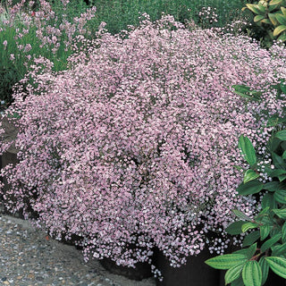 Pink Baby's Breath