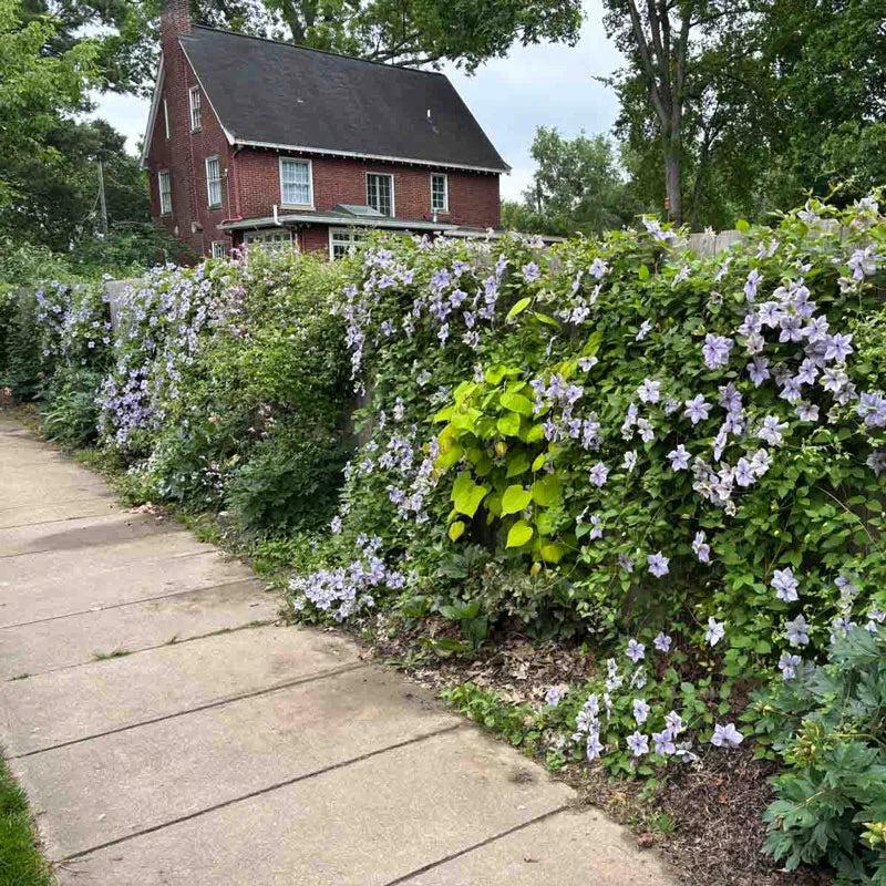 trellis for clematis plant Grower's Edge Soft Mesh Trellis Netting 5 ft x 15 ft w/ 6 in Squares