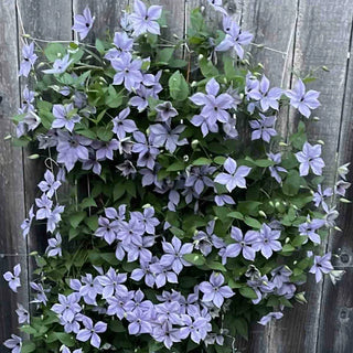 5'x15' Soft Mesh Clematis Trellis