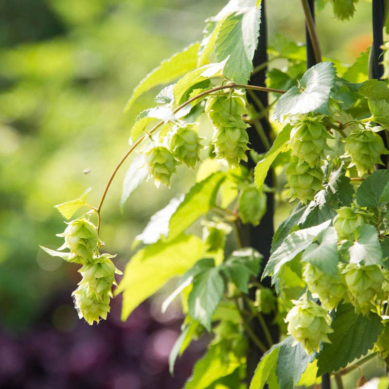 Hops Vine Nugget