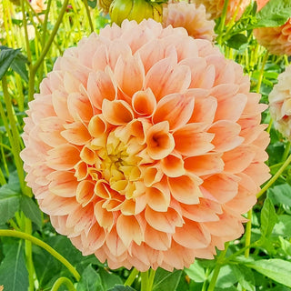 Sweet Suzanne Dahlia