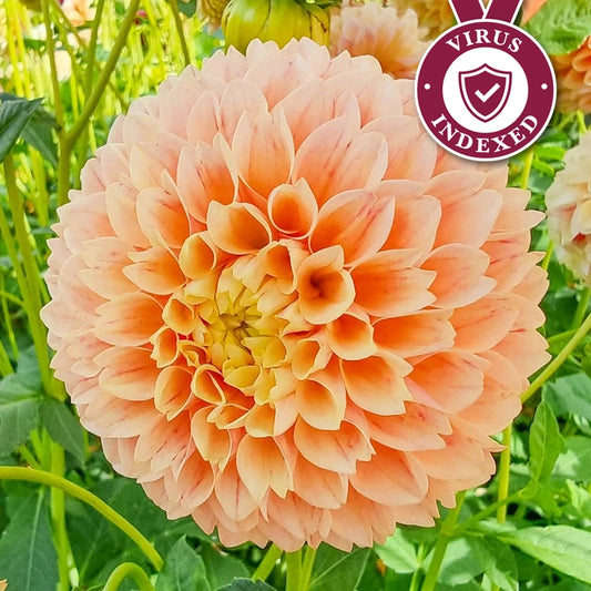 Sweet Suzanne Dahlia - Spring Hill Nurseries