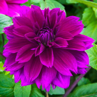 Thomas Edison Dahlia