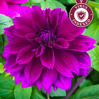 Thomas Edison Dahlia